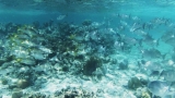 Belize-San_Pedro-18
