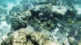 Belize-San_Pedro-19