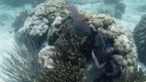 Belize-San_Pedro-21