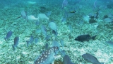 Belize-San_Pedro-23
