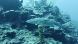 Belize-San_Pedro-35