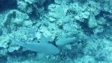 Belize-San_Pedro-36