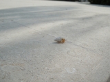Belize-San_Pedro-45