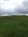 Iceland-Land- (1)