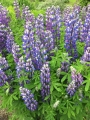 Iceland-Land- (155)