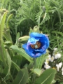 Iceland-Land- (161)