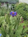 Iceland-Land- (162)