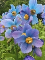 Iceland-Land- (163)