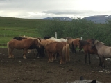 Iceland-Land- (190)