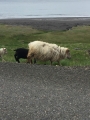Iceland-Land- (81)