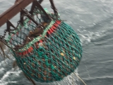 Iceland_Sea (117)