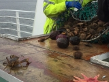 Iceland_Sea (121)