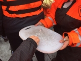 Iceland_Sea (52)