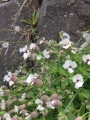 Iceland_Sea (88)