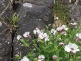 Iceland_Sea (90)