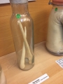 Iceland-Phallus-Museum-03