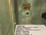 Iceland-Phallus-Museum-11
