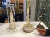 Iceland-Phallus-Museum-12
