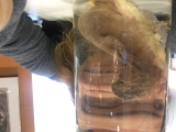 Iceland-Phallus-Museum-14