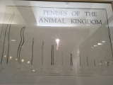 Iceland-Phallus-Museum-20