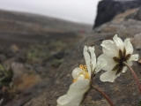 Iceland-Waterfalls-95